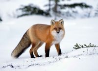 狐狸-狐狸图片