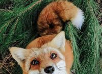 小狐狸图片-八重神子小狐狸图片