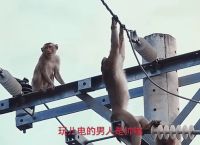 电报猴原声视频、电报猴原声视频无消音