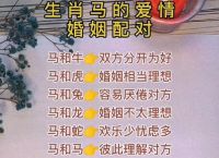 什么生肖和马最配对、什么生肖和马最合得来