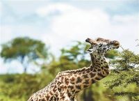 脖子长的动物是什么生肖、脖子长的动物是什么生肖图片