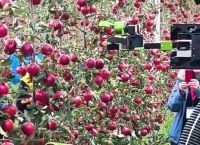 摘苹果机、摘苹果神器多少钱一个
