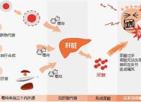 包含什么是尿酸尿酸是怎么形成的的词条
