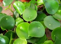 peperomia、peperomia是什么植物