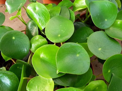 peperomia、peperomia是什么植物