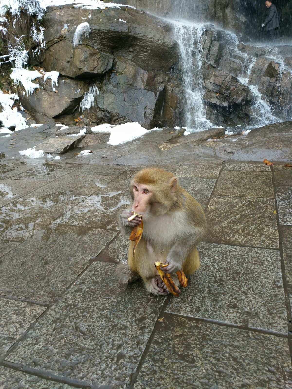 包含猴子发电报原视频的词条