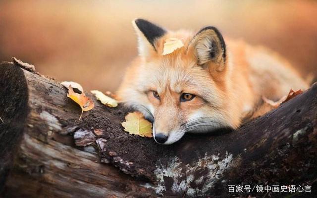 狐狸是国家几级保护动,狐狸是中国几级保护动物