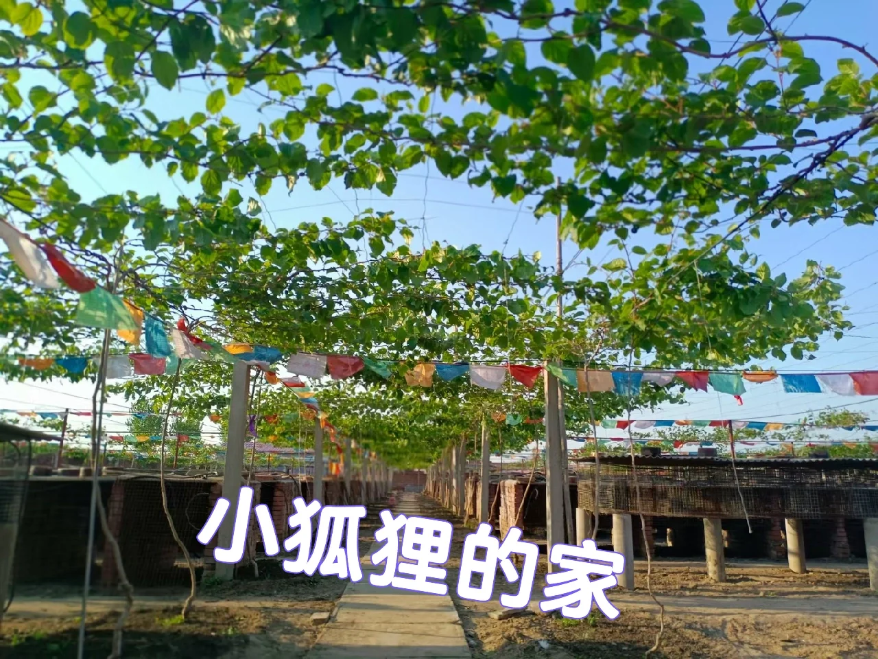小狐狸歌词、小狐狸歌词音频怪物